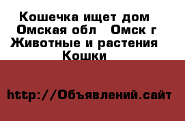 Кошечка ищет дом - Омская обл., Омск г. Животные и растения » Кошки   